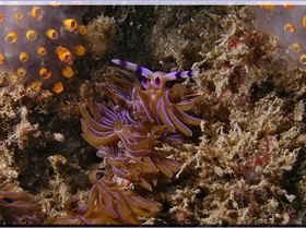 LoxPix Sub-Aqua shot