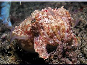 LoxPix Sub-Aqua shot