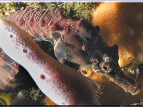 LoxPix Sub-Aqua shot