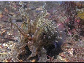 LoxPix Sub-Aqua shot