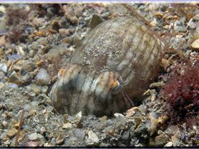 LoxPix Sub-Aqua shot