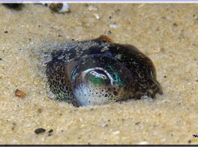 LoxPix Sub-Aqua shot