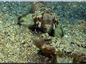 LoxPix Sub-Aqua shot