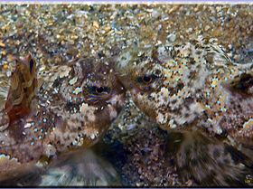 LoxPix Sub-Aqua shot