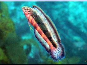 LoxPix Sub-Aqua shot