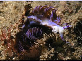 LoxPix Sub-Aqua shot