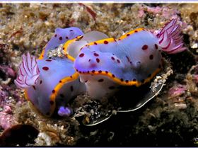 LoxPix Sub-Aqua shot