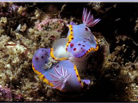 LoxPix Sub-Aqua shot