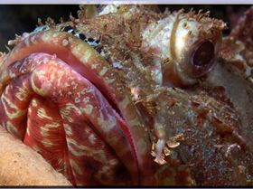 LoxPix Sub-Aqua shot