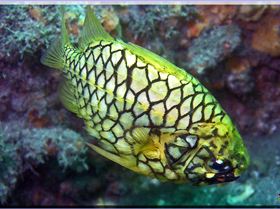 LoxPix Sub-Aqua Image