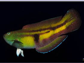 LoxPix Sub-Aqua Image