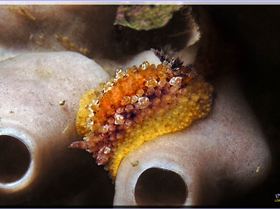 LoxPix Sub-Aqua Image