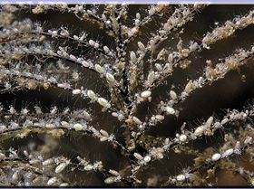 LoxPix Sub-Aqua Image