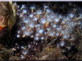 LoxPix Sub-Aqua Image