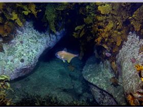 LoxPix Sub-Aqua Image