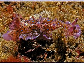 LoxPix Sub-Aqua Image