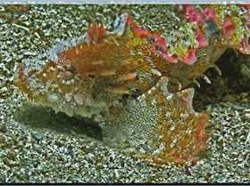 LoxPix Sub-Aqua Image