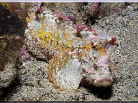 LoxPix Sub-Aqua Image