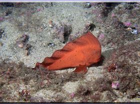 LoxPix Sub-Aqua Image