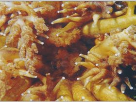 LoxPix Sub-Aqua Image