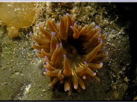 LoxPix Sub-Aqua Image