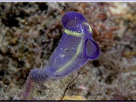 LoxPix Sub-Aqua Image