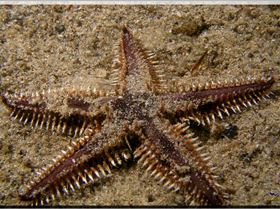 LoxPix Sub-Aqua Image