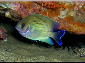 LoxPix Sub-Aqua Image