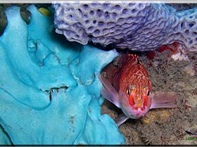 LoxPix Sub-Aqua Image