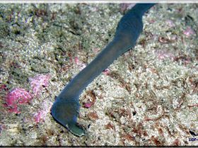 LoxPix Sub-Aqua Image