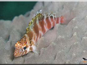 LoxPix Sub-Aqua Image