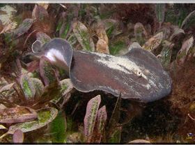 LoxPix Sub-Aqua Image