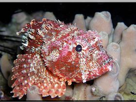 LoxPix Sub-Aqua Image