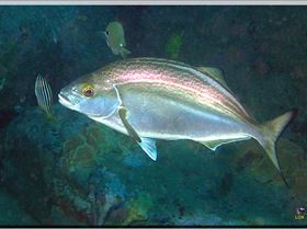 LoxPix Sub-Aqua Image