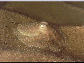 LoxPix Sub-Aqua Image