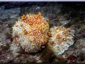 LoxPix Sub-Aqua Image