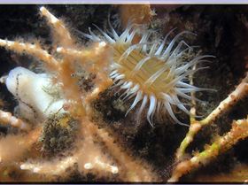 LoxPix Sub-Aqua Image