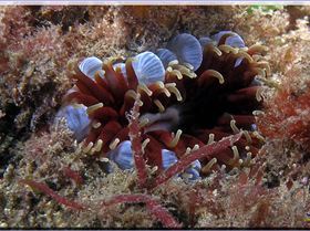 LoxPix Sub-Aqua Image