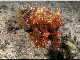 LoxPix Sub-Aqua Image