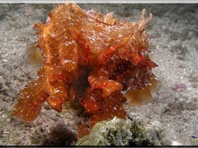 LoxPix Sub-Aqua Image