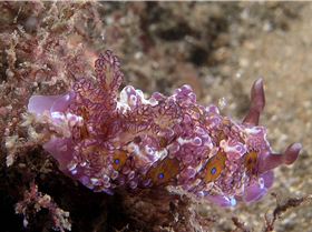 LoxPix Sub-Aqua Image