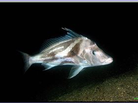 LoxPix Sub-Aqua Image