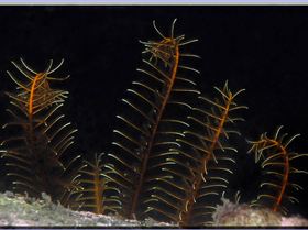 LoxPix Sub-Aqua Image