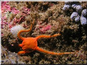 LoxPix Sub-Aqua Image