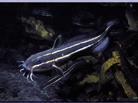 LoxPix Sub-Aqua Image