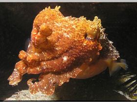 LoxPix Sub-Aqua Image