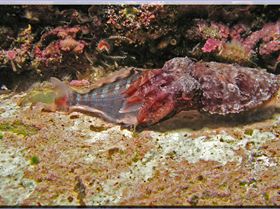 LoxPix Sub-Aqua Image