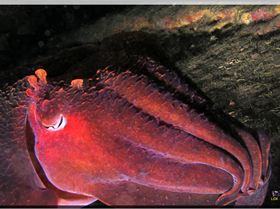 LoxPix Sub-Aqua Image