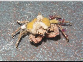 LoxPix Sub-Aqua Image