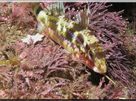 LoxPix Sub-Aqua Image